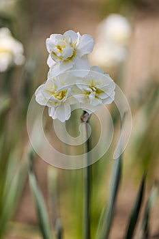 White Daffodil in the garden