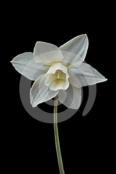 White daffodil or narcissus flower isolated on black background. White and yellow spring flower