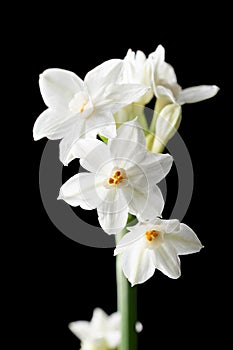 White daffodil or narcissus flowers on black background