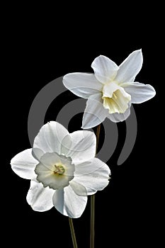 White daffodil or narcissus flowers isolated on black background. White and yellow spring flower