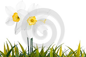White daffodil narcissus jonquil flower plants