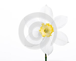 White daffodil narcissus jonquil flower plants