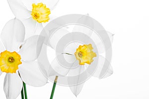 White daffodil narcissus jonquil flower plants