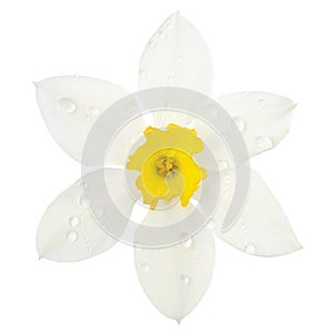 White daffodil narcissus L. blooming flower head, isolated flat lay, rain water droplets, yellow amaryllis jonquil stamen dew