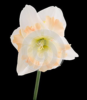 White Daffodil with pink frilled Trumpet