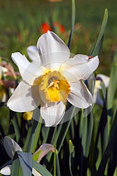 White daffodil in a spring garden on a green background