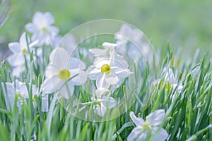 White daffodils.