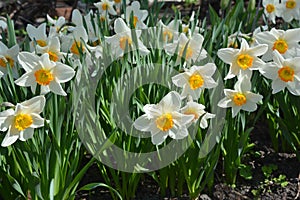 White daffodils bloom in garden spring flower bed