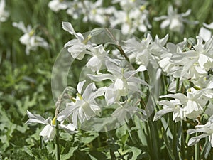 White daffodils blooming on a sunny spring day, closeup