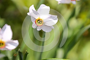 White daffodils on a blurred background