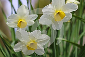 White Daffodils in the fields at spring. Selective focus