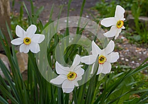 White daffodils in the garden photo