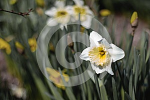 White daffodils with green foliage.