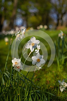 White Daffodils on Green Grass on a Sunny Day in Spring in a Park