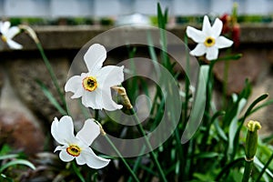 White daffodils growing in spring garden