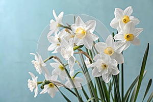 White daffodils on a light blue sky background