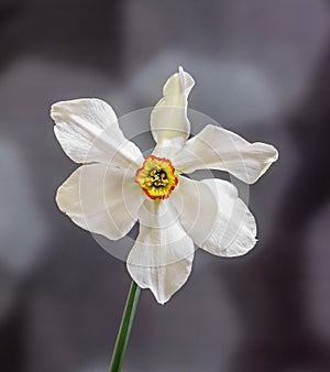 White daffodils (narcissus) flower, close up, gradient background, isolated
