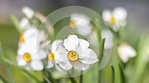 White daffodils narcissus poeticus close up.