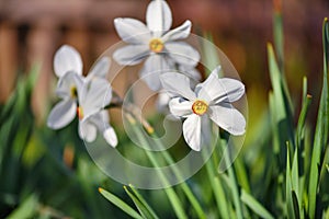 White Daffodils, Narcissus poeticus, on a Garden Lawn in Spring