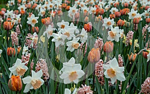 white daffodils, orange tulips and hyacinths in a spring meadow