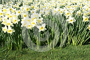 White daffodils in spring