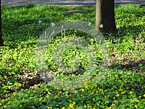 White daffodils on a spring lawn with yellow flowers