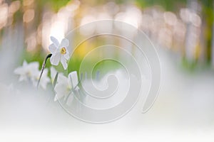 White daffodils in springtime, bokeh background