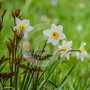 White Daffodils with Yellow Centers photo
