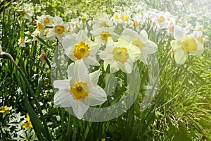 White daffodils with a yellow core