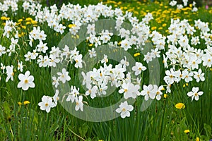 White daffodils with a yellow core are blooming in the garden. Large field of daffodils. Spring white and yellow flowers