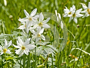 White daffs on a meadow