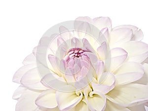 White Dahlia