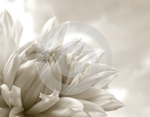 White Dahlia