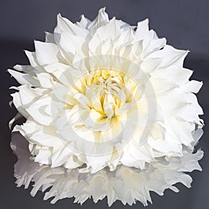 White Dahlia