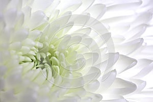 White dahlia