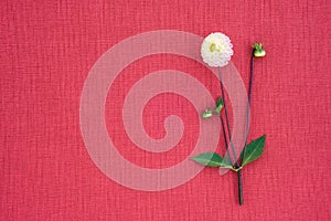 White dahlia on bright rose canvas with copy space