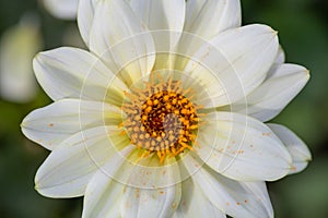 White dahlia