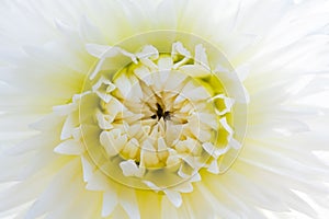 White Dahlia