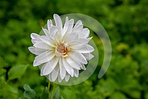 White dahlia close up in the garden on a blurred background