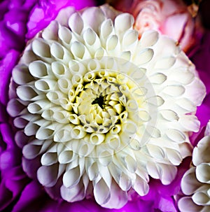 White Dahlia close up and pink background