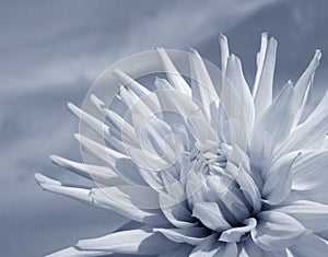 White Dahlia (duotone)