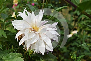 White Dahlia flower