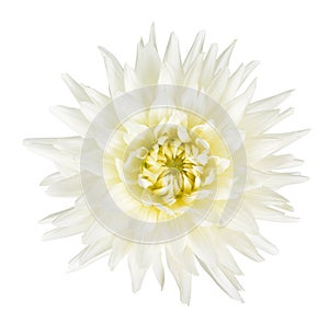 White dahlia flower