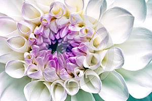 White dahlia flower. Abstract floral backgrounds