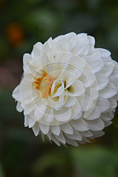 White Dahlia flower background,blurred background.