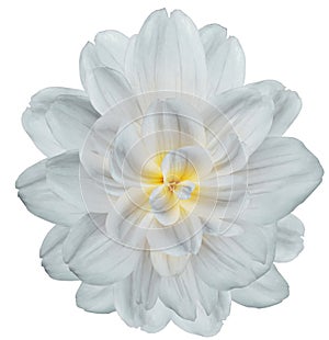 White dahlia. Flower on black isolated background with clipping path. For design. Closeup.