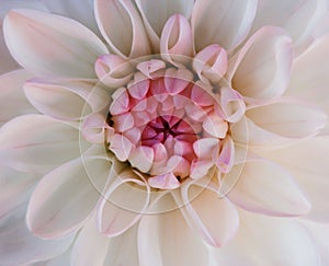 White dahlia flower blooms. Macro. pink center. Closeup. beautiful dahlia. for design.