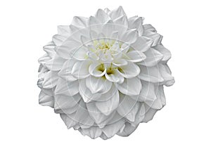 White Dahlia flower with bud, pattern petals, close up