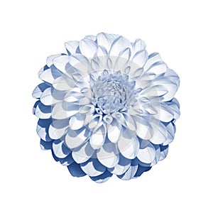 White dahlia flower chrysanthemum toned in classic blue color, isolate on white. An isolated dahlia flower, a large inflorescence