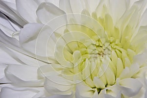 white dahlia flower closeup